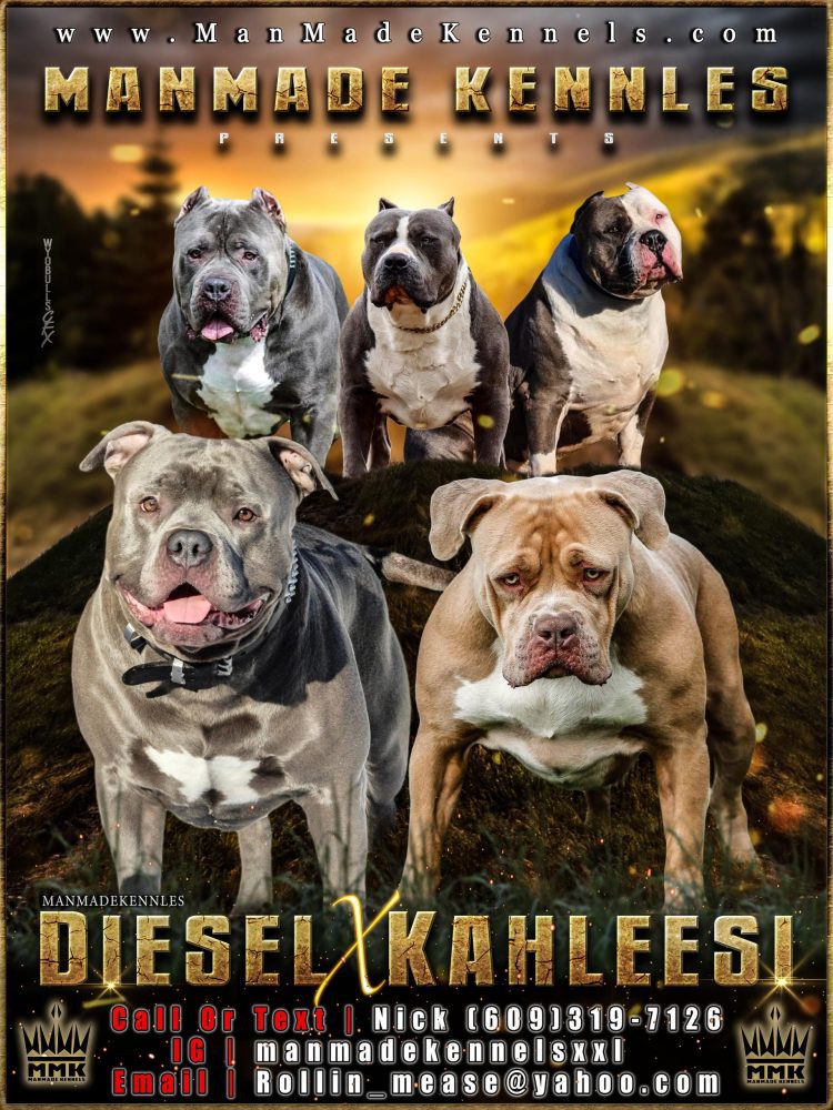 XXL PITBULL PUPPIES FOR SALE