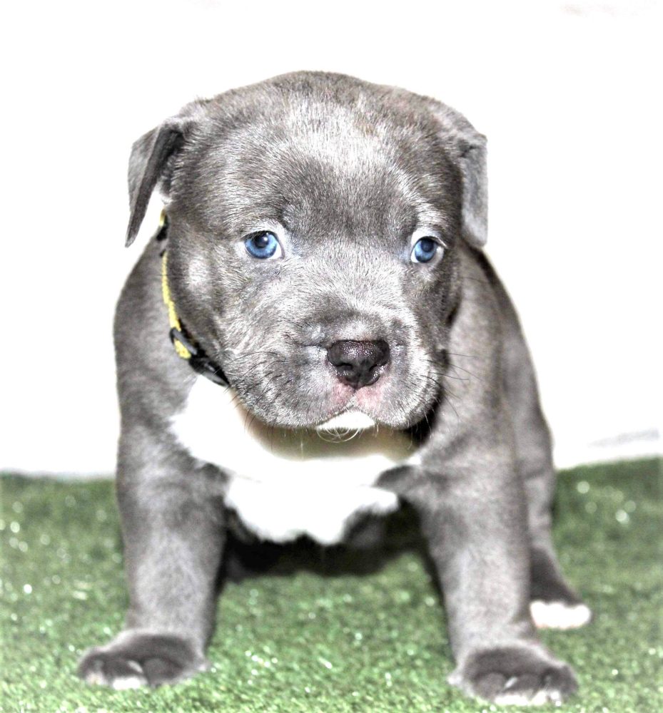 puppy pitbulls for sale