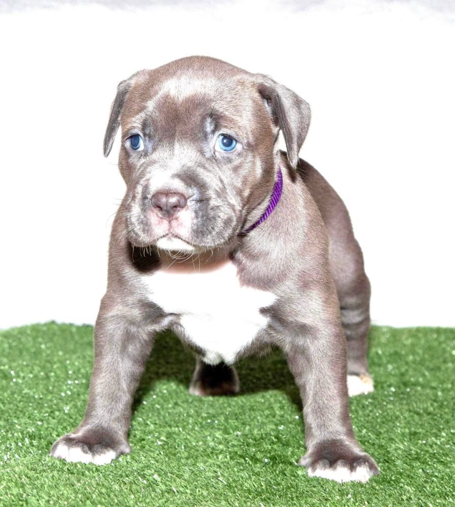 PIT BULL PUPPIES FOR SALE