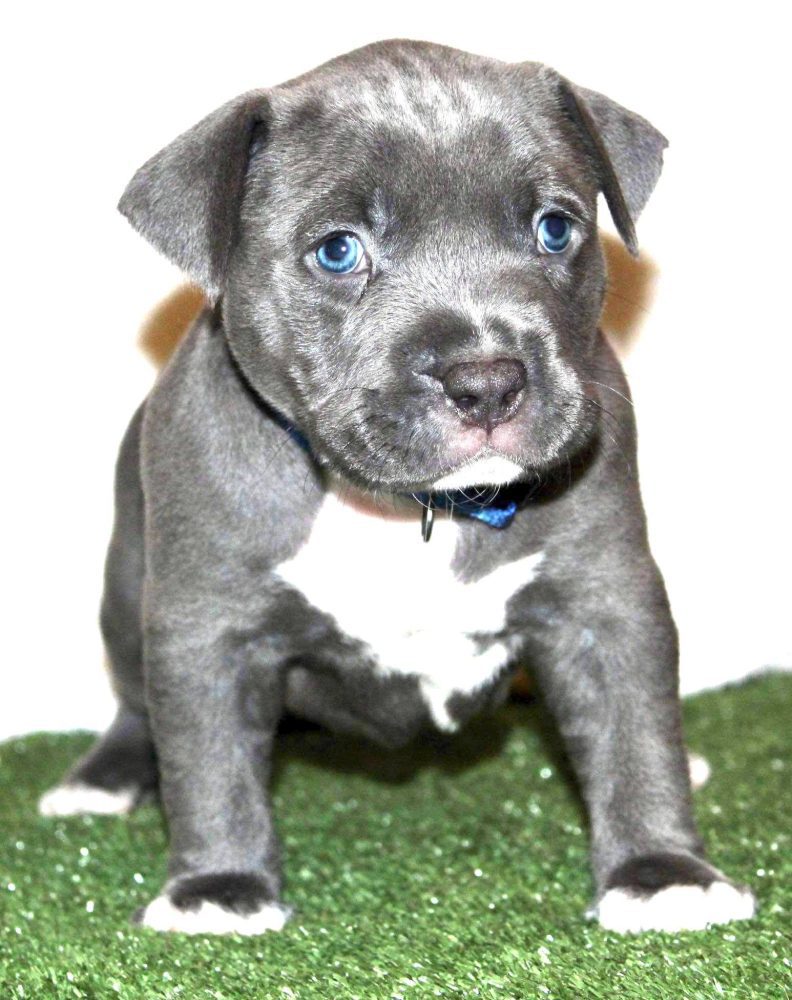 puppy pitbulls for sale
