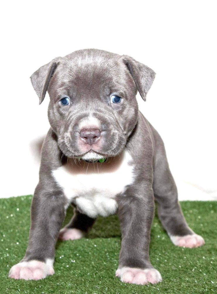 puppy pitbulls for sale