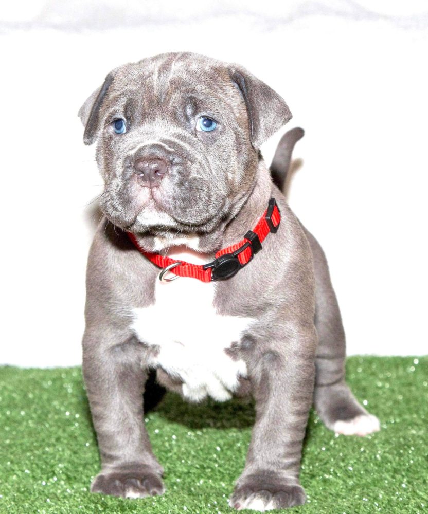 puppy pitbulls for sale