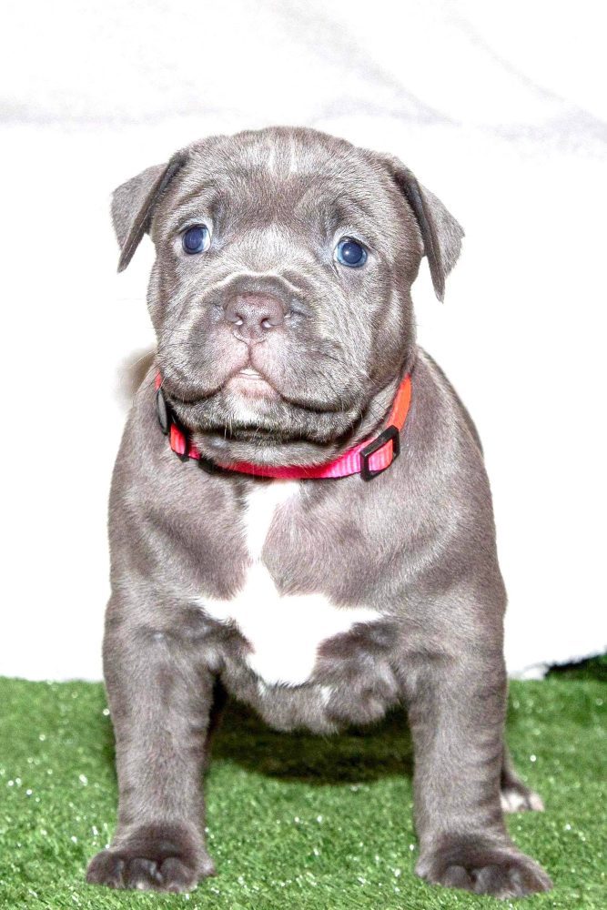 PIT BULL PUPPIES FOR SALE