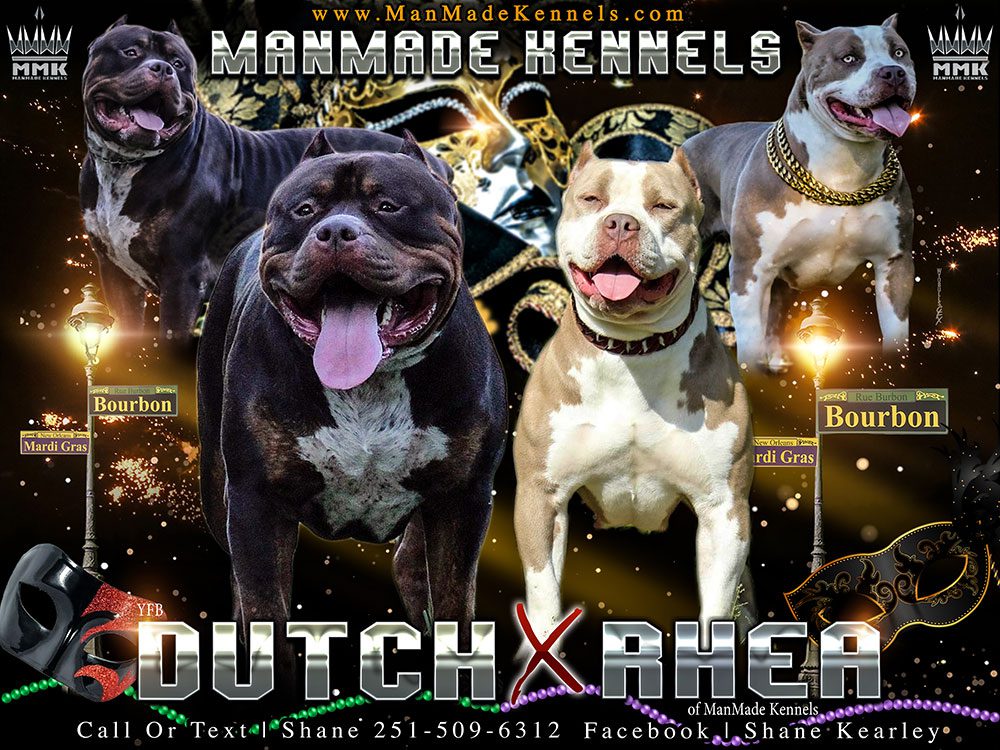 pitbull puppies for sale hulk ddk