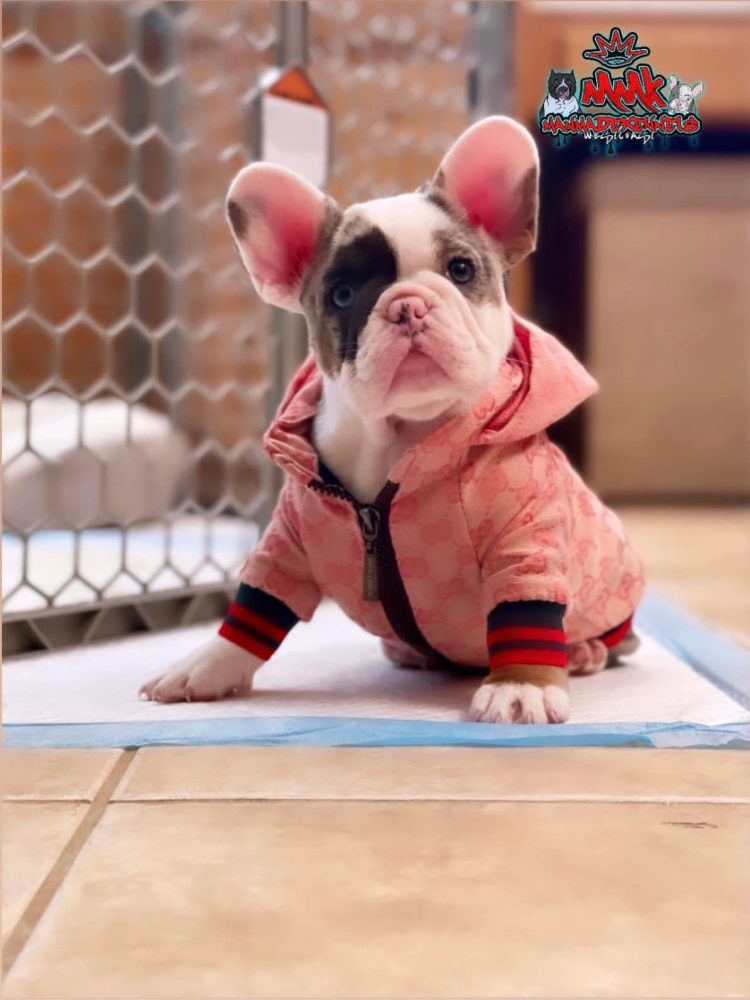 The Ultimate French Bulldog Price Guide (2023 Update)