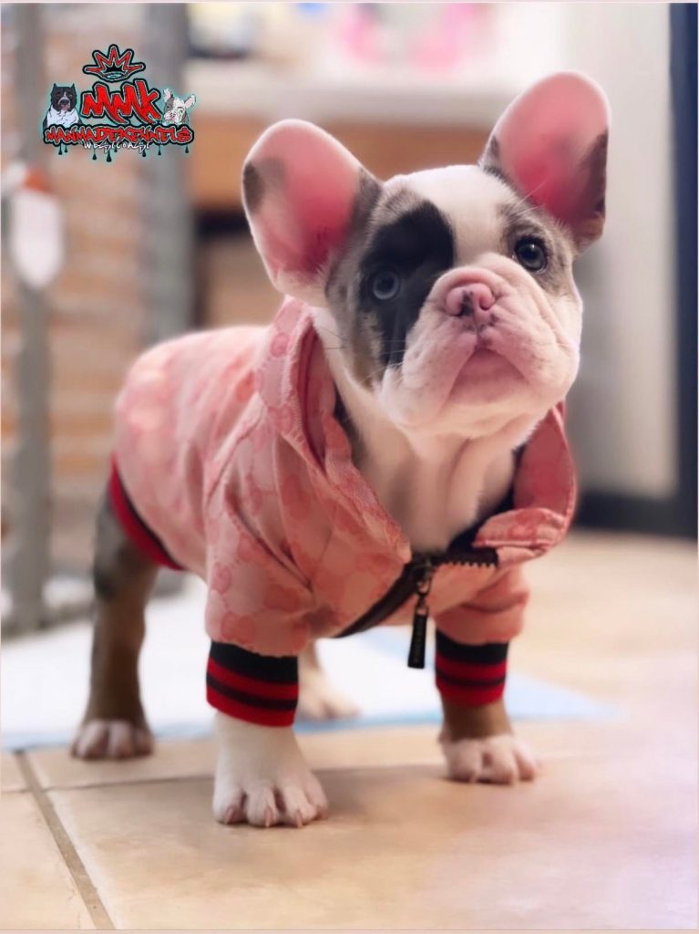 French bulldog price