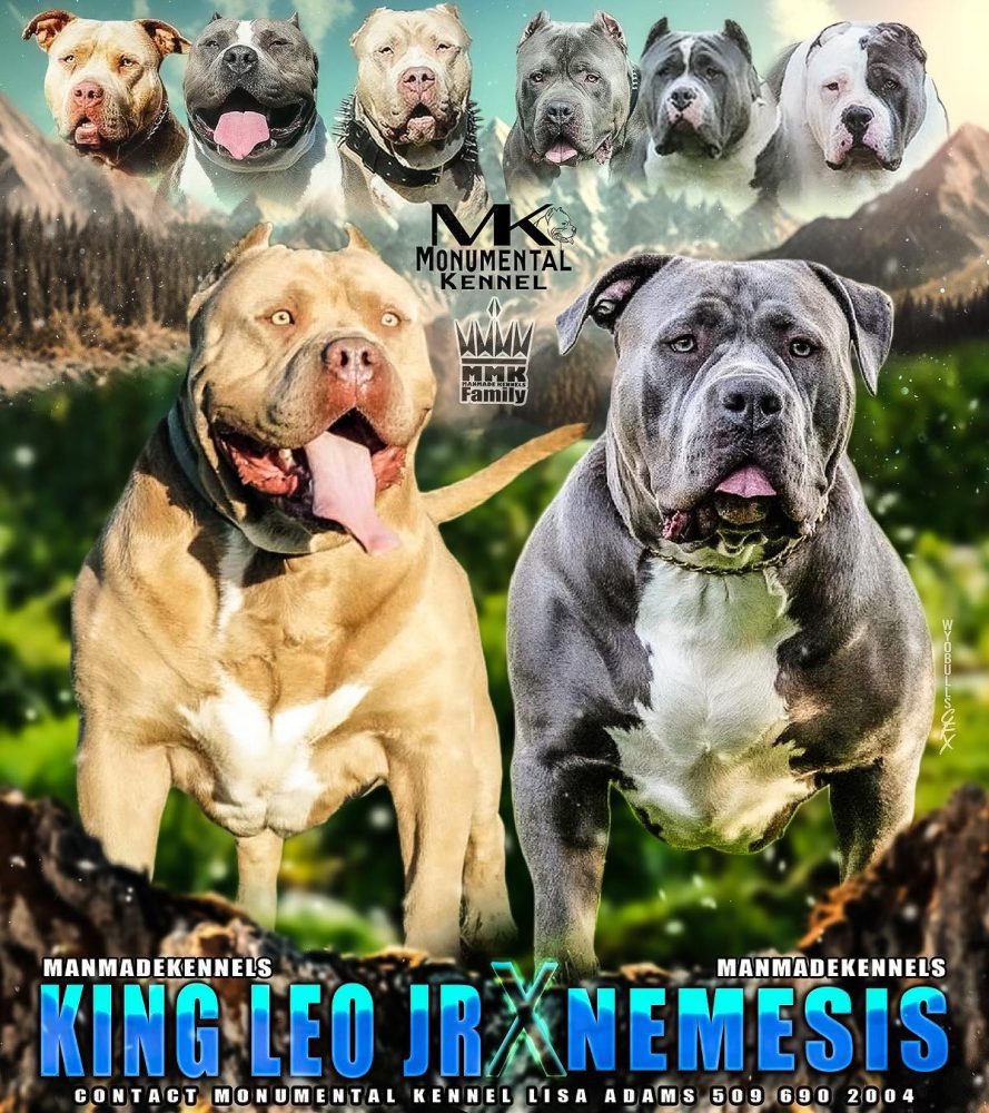 puppy pitbulls for sale