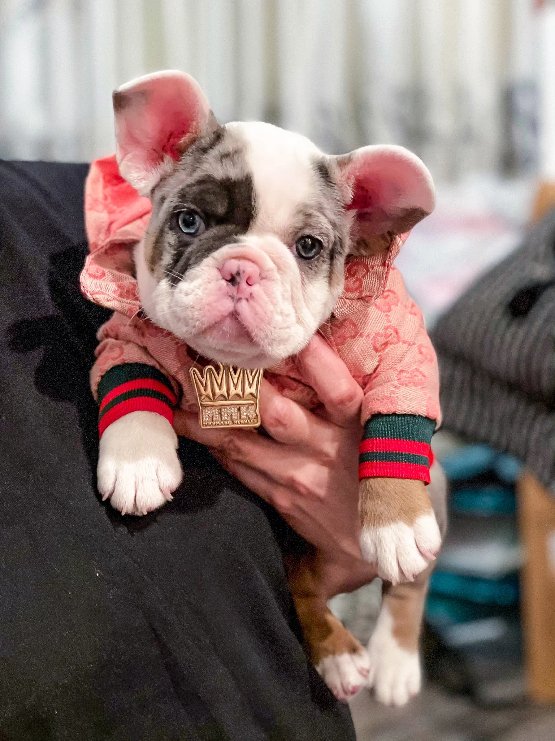 rarest French bulldog colors