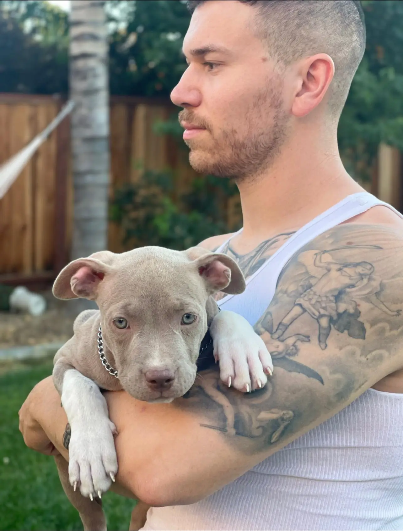 Xl American bully puppies for sale in California