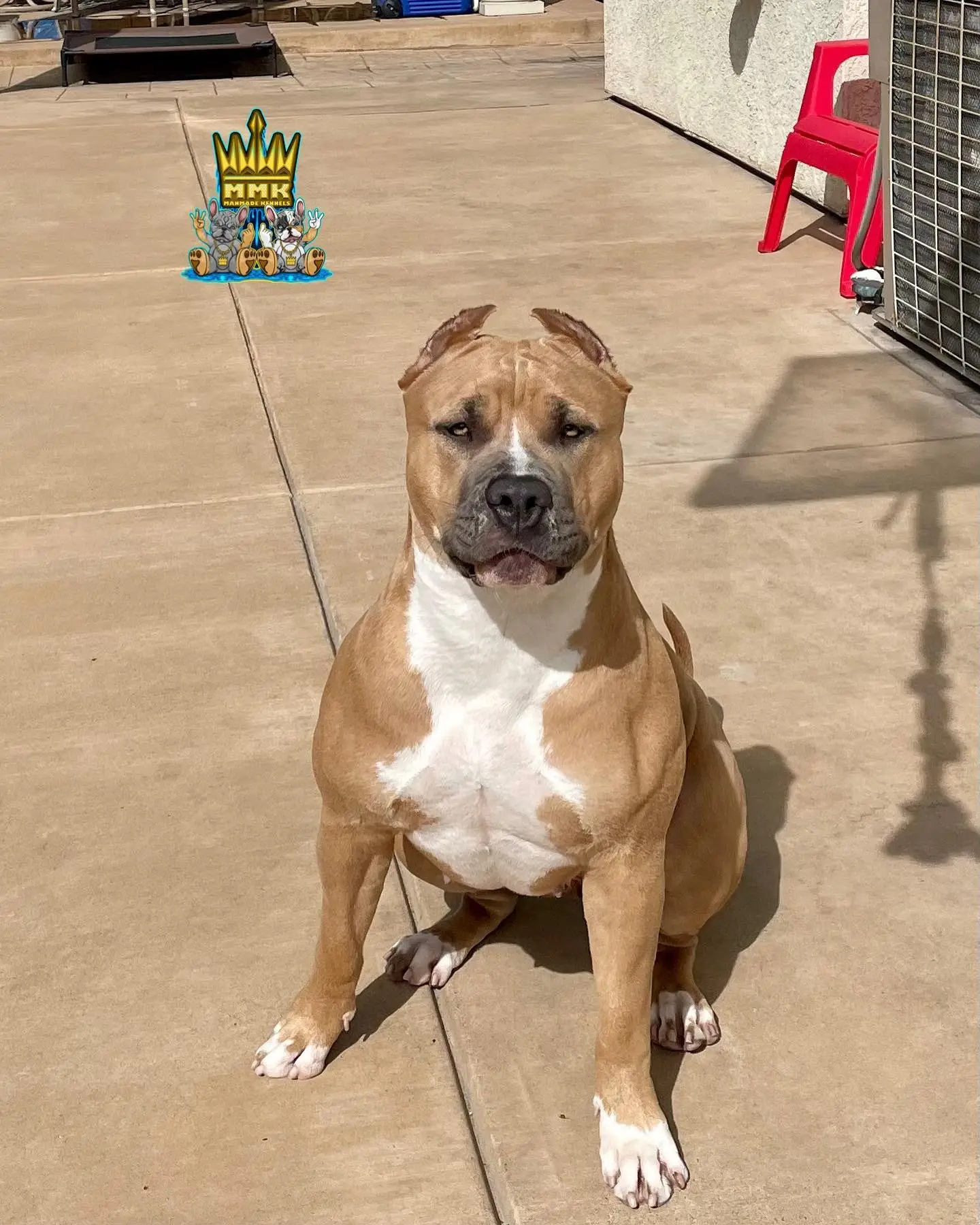 California XL Bully