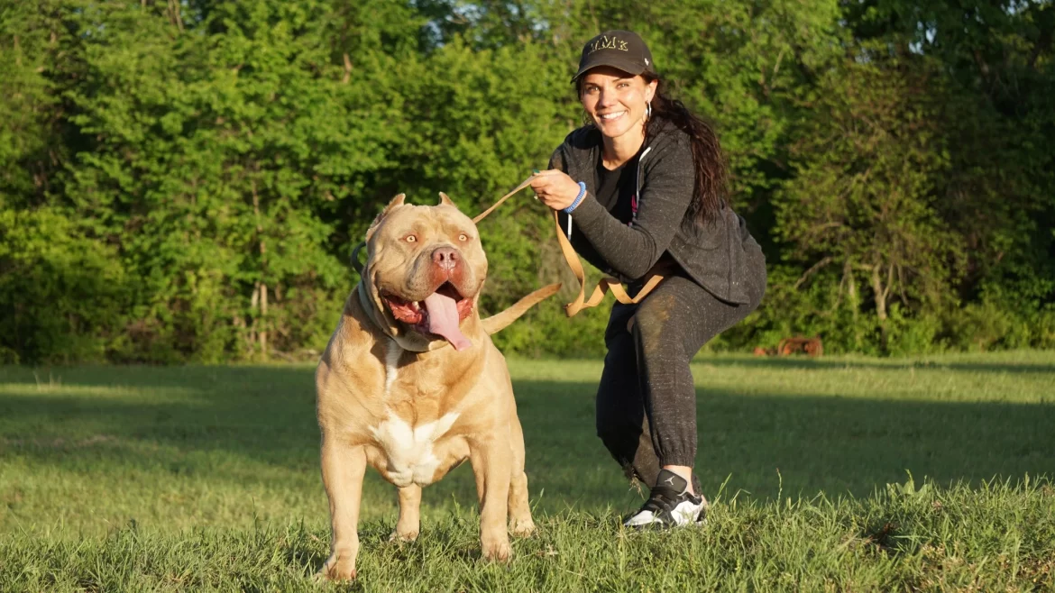 Rednose pitbull