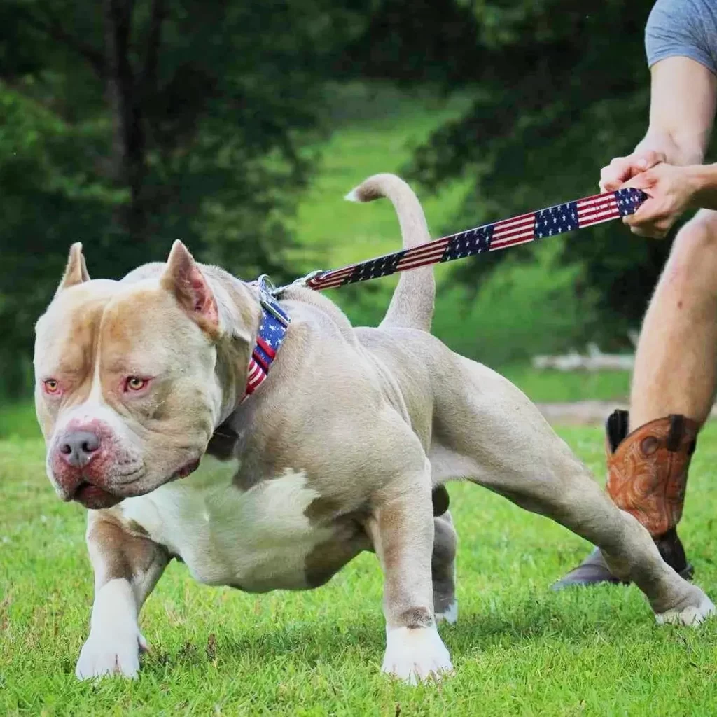 Manmade Kennels American bully breeders