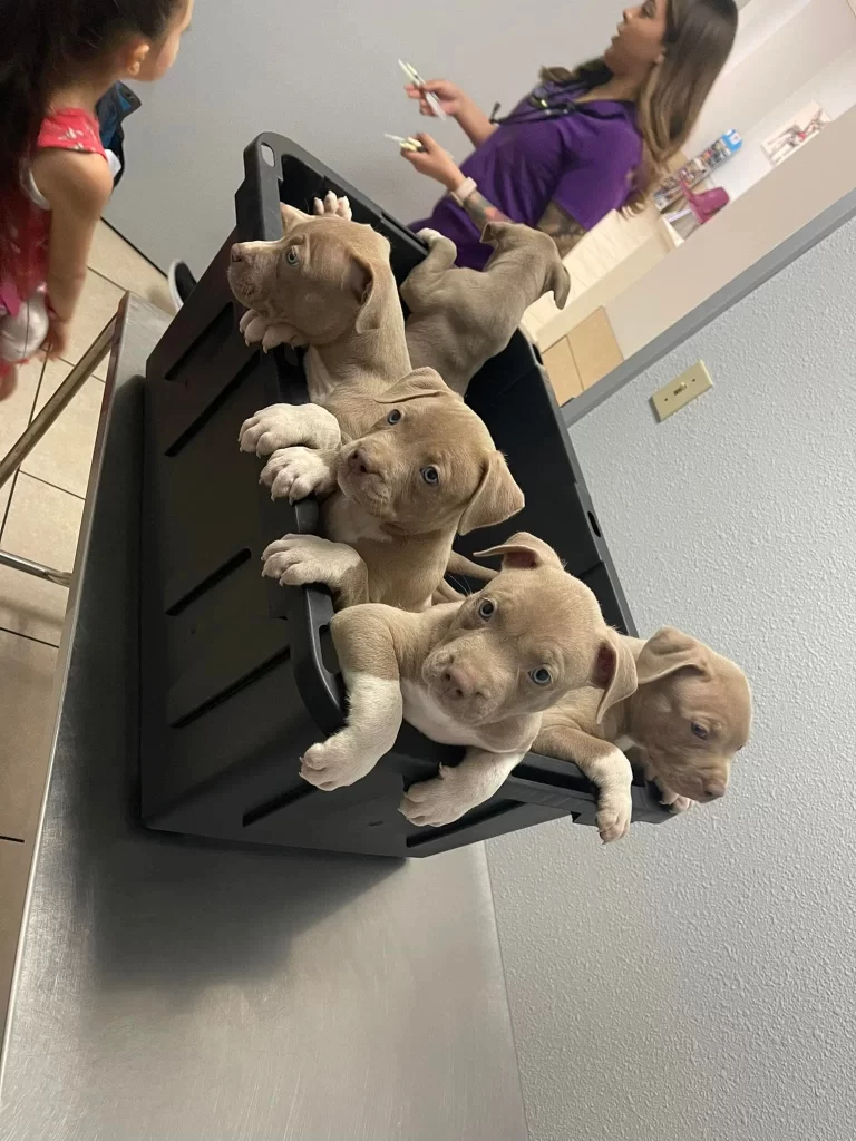 Oklahoma pitbull puppies for sale