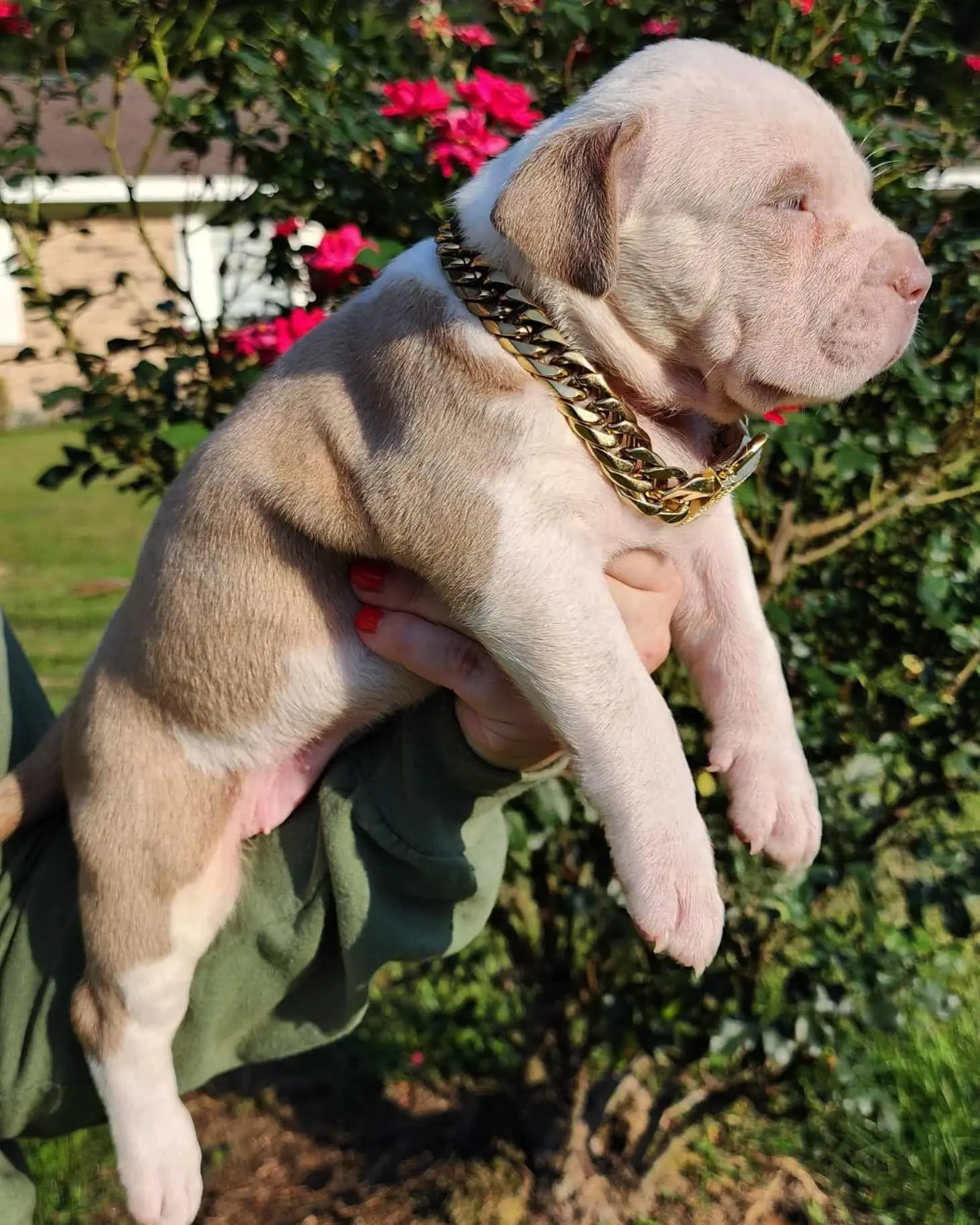Manmade Kennels Pitbull Puppies for Sale in Oklahoma.