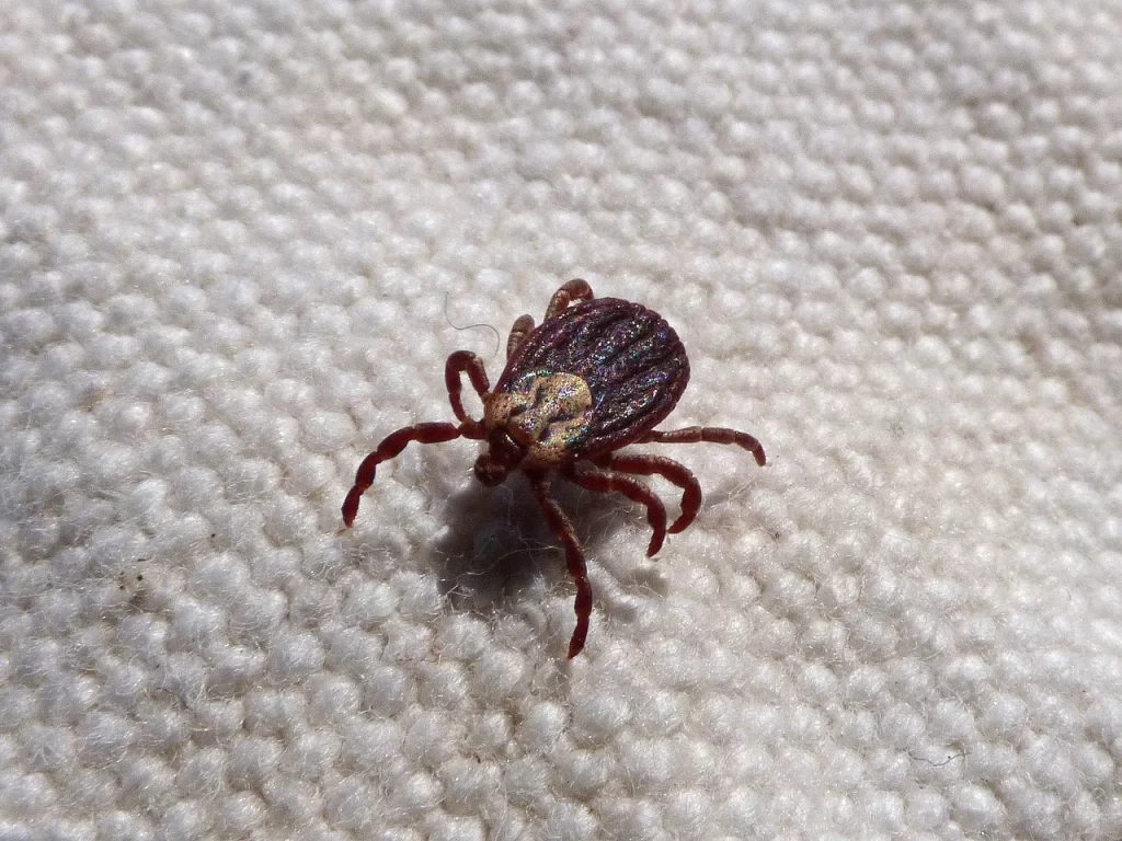 brown legged tick that causes anaplasmosis platys.