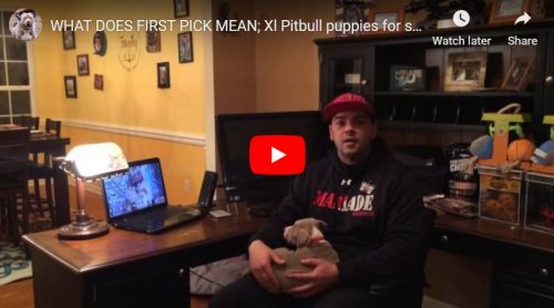 American bully breeders