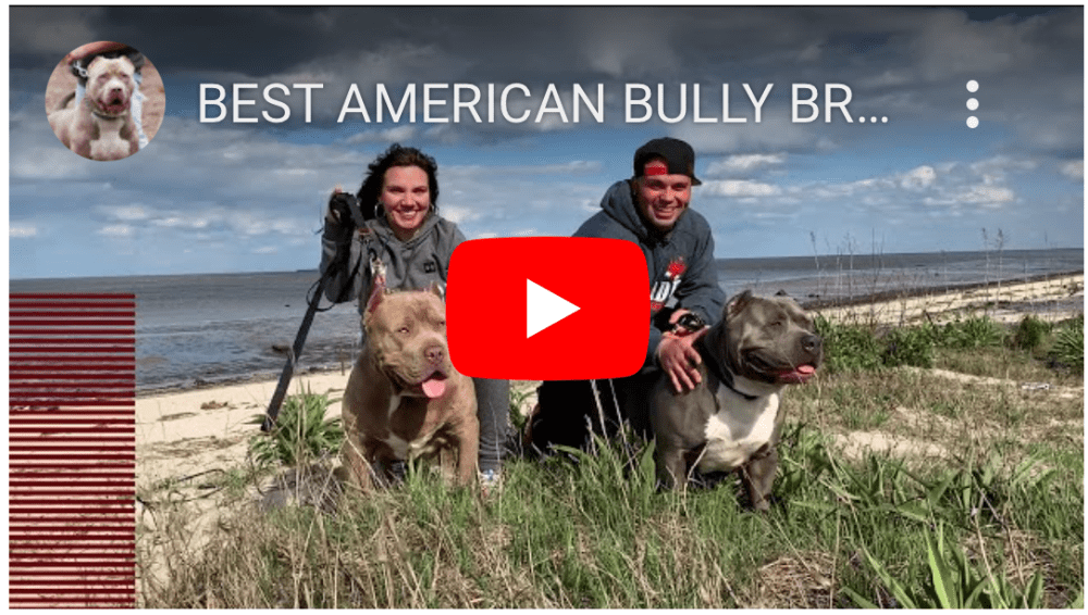 Top American Bully Breeders & XL Pitbull Experts USA