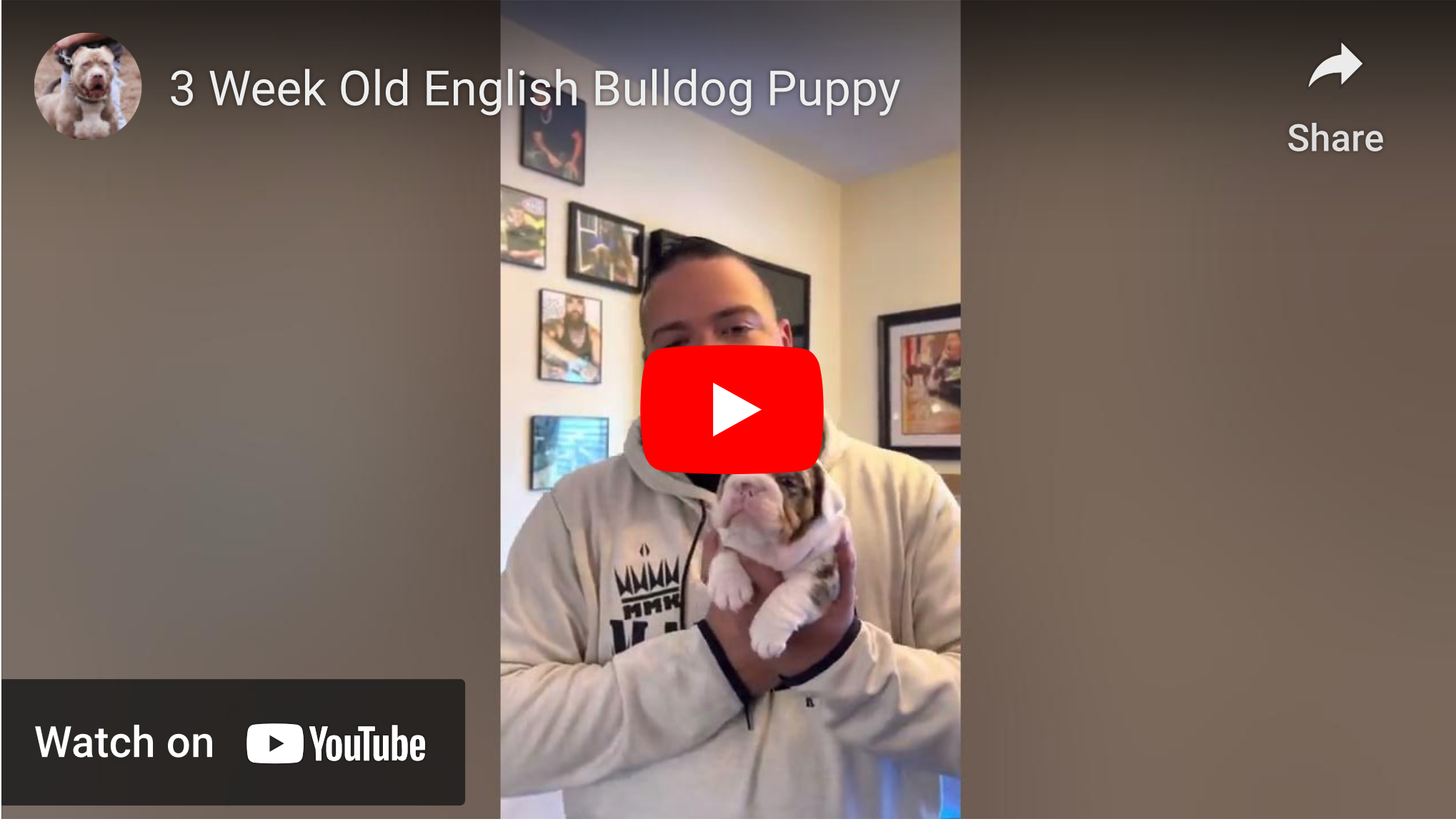 english bulldog puppies