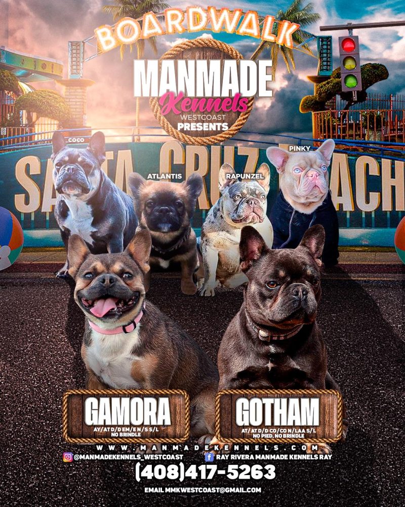 rare French bulldog puppies for sale