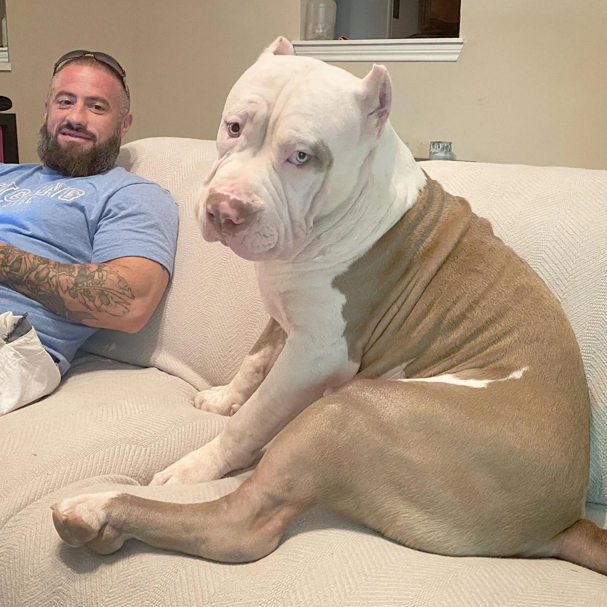 xxl pitbull
