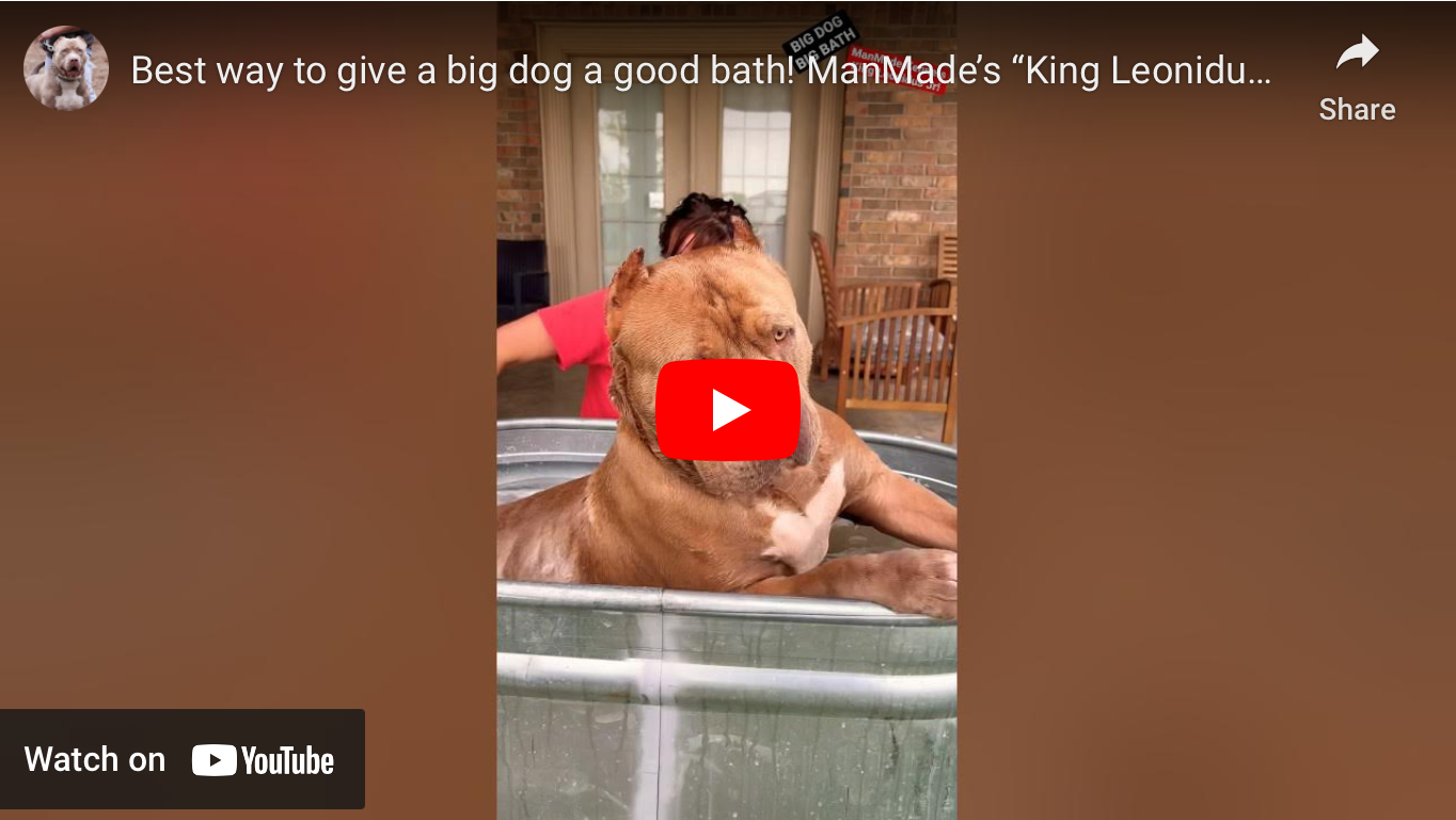 largest red nose pitbull