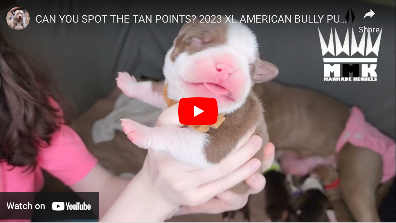 American bully puppies for sale