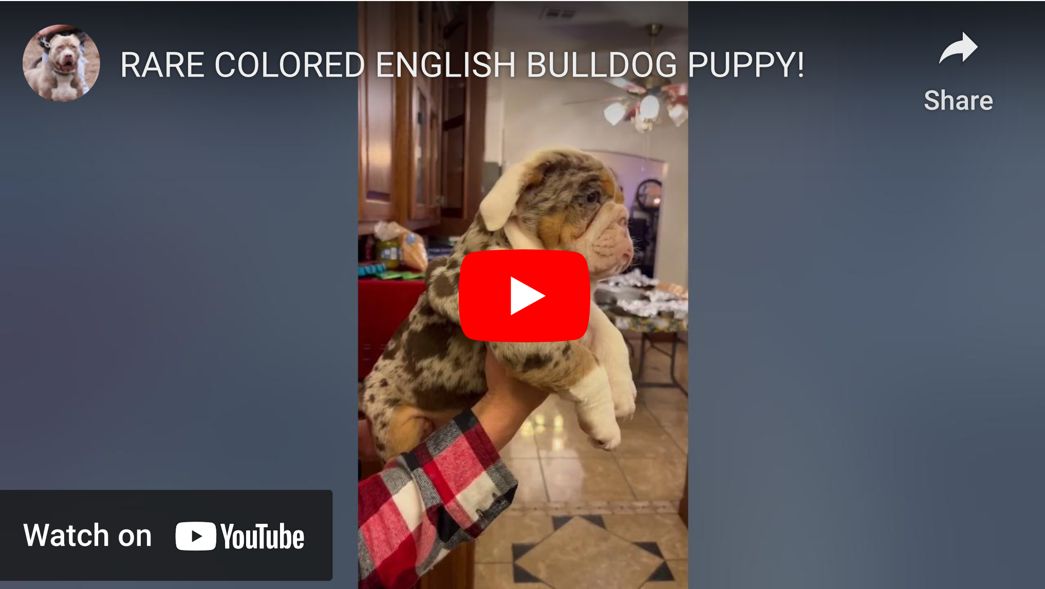 rare colored english bulldog puppies for sale