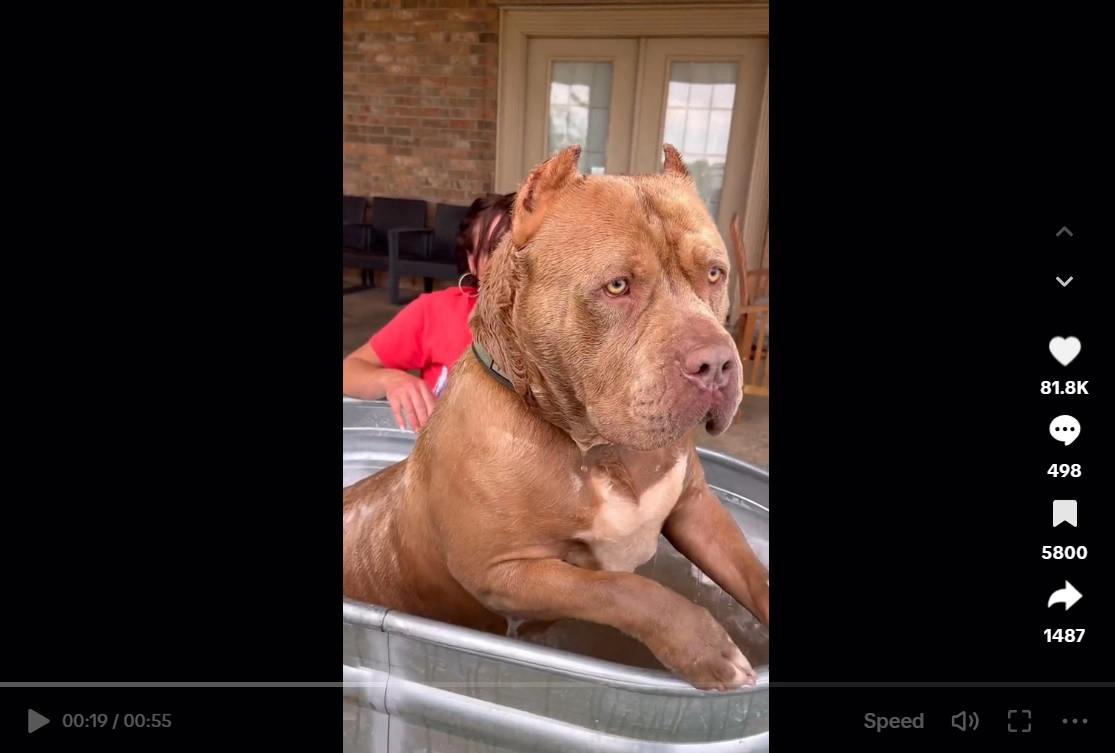 biggest rednose pitbull in the world