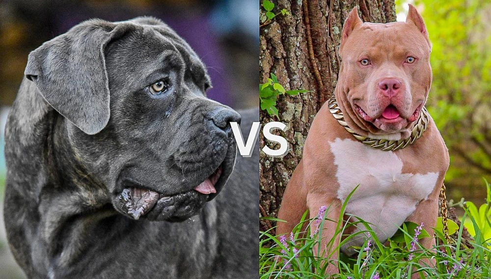 Cane Corso vs American Bully