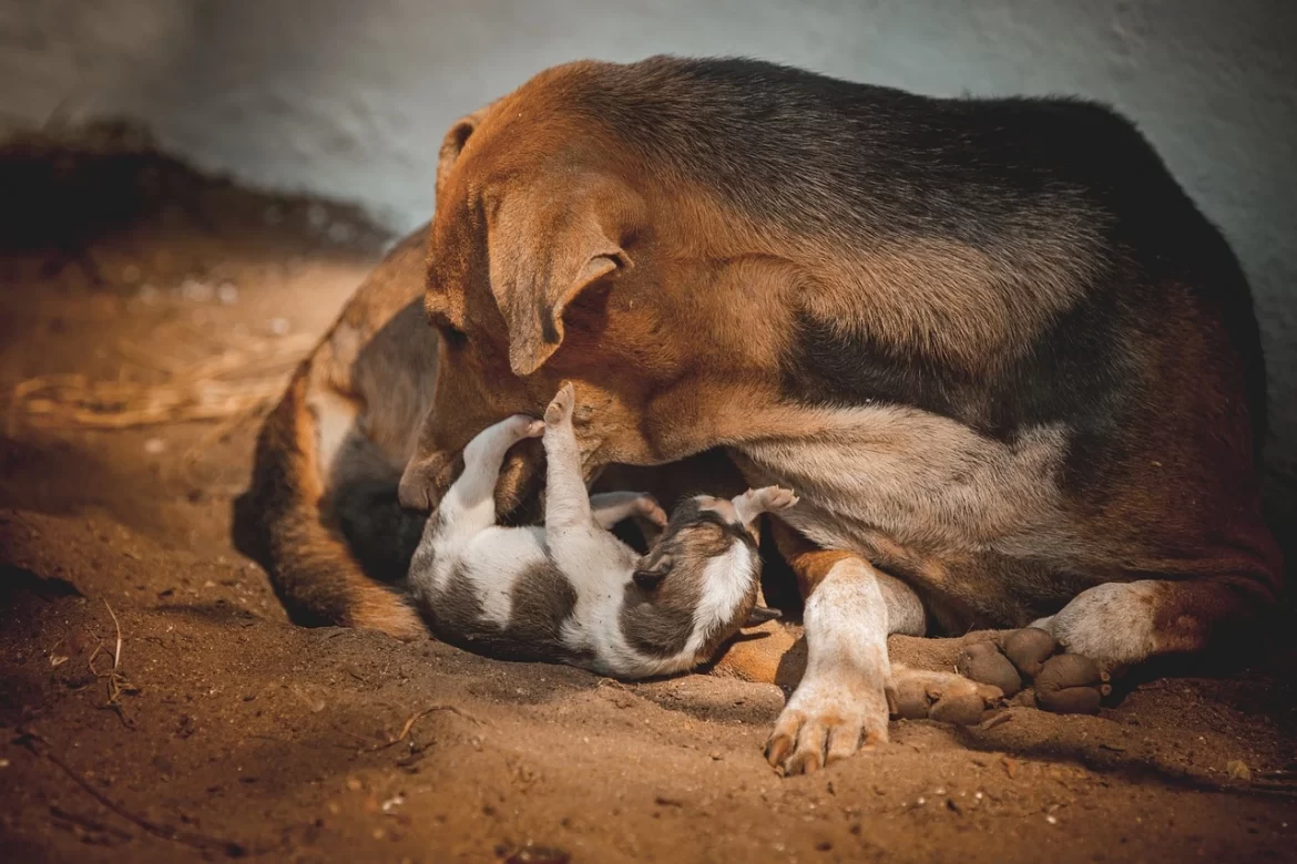 How to clean mother dog teats