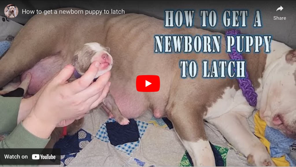 How to get a newborn puppy to latch