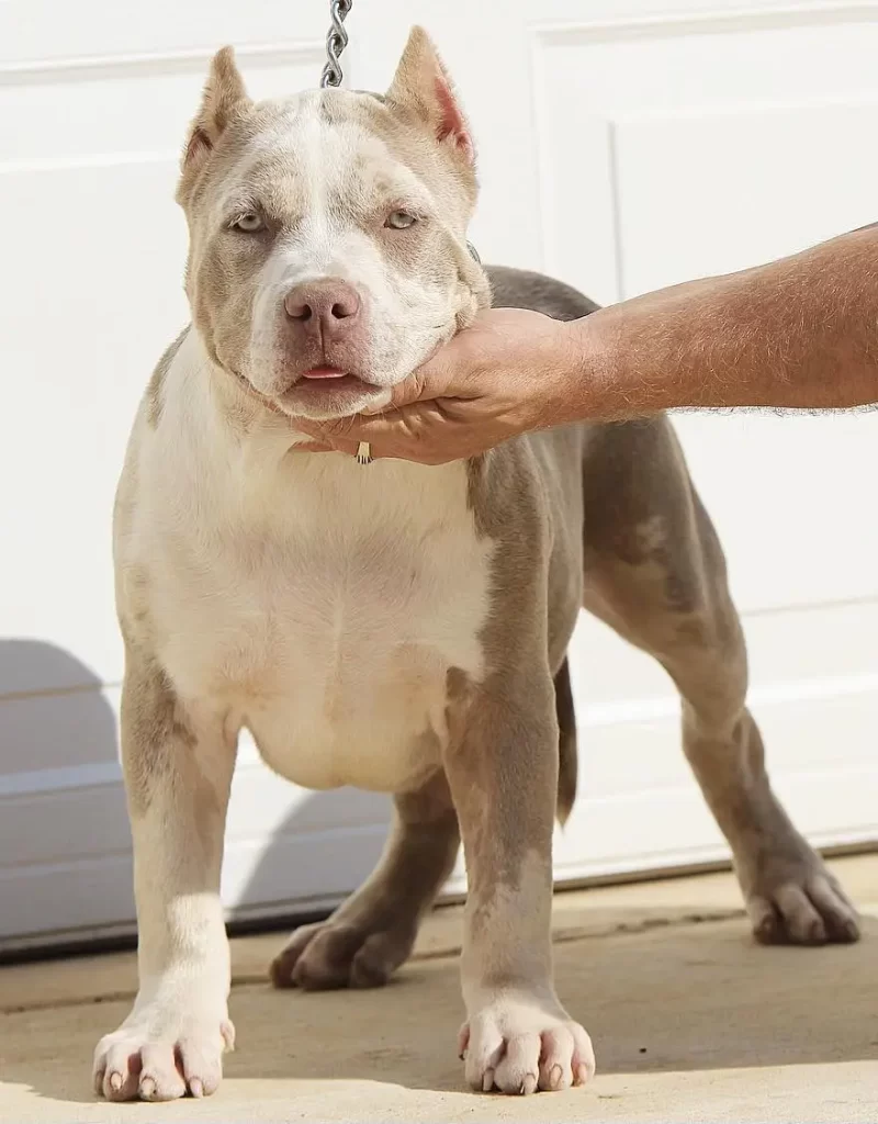 American bully puppy for sale near me