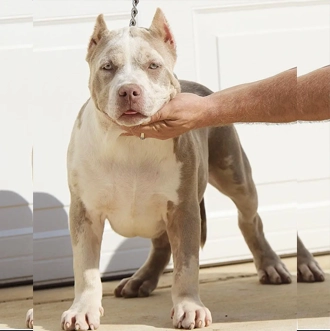 pitbull breeders near me