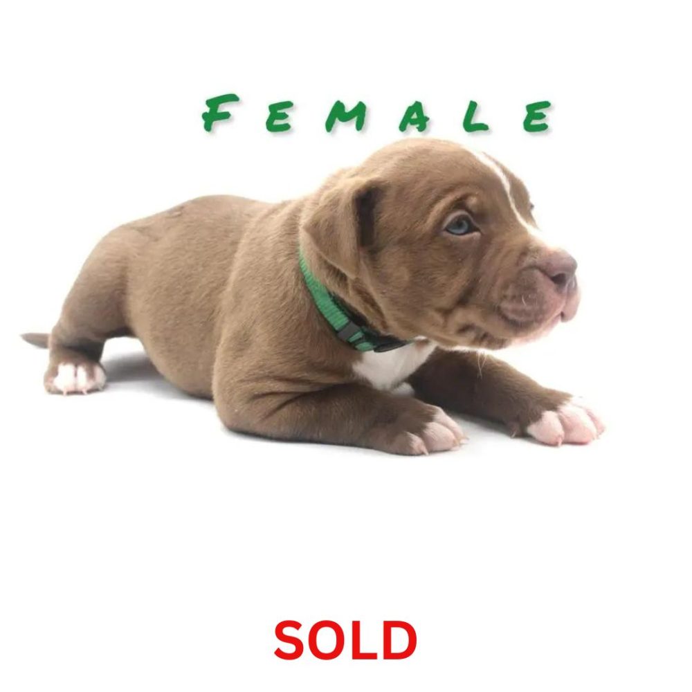 American pitbull terrier puppies