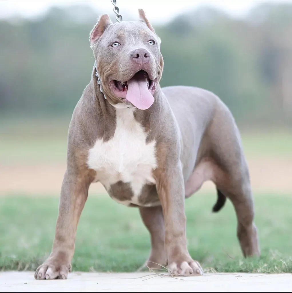 Pitbull puppy available now