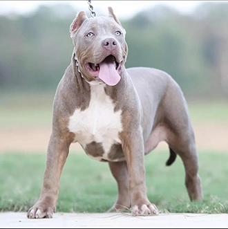 pitbull puppies for sale near me