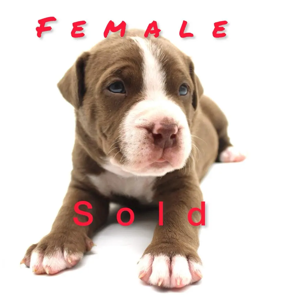 Pitbull puppies for sale in Oklahoma
