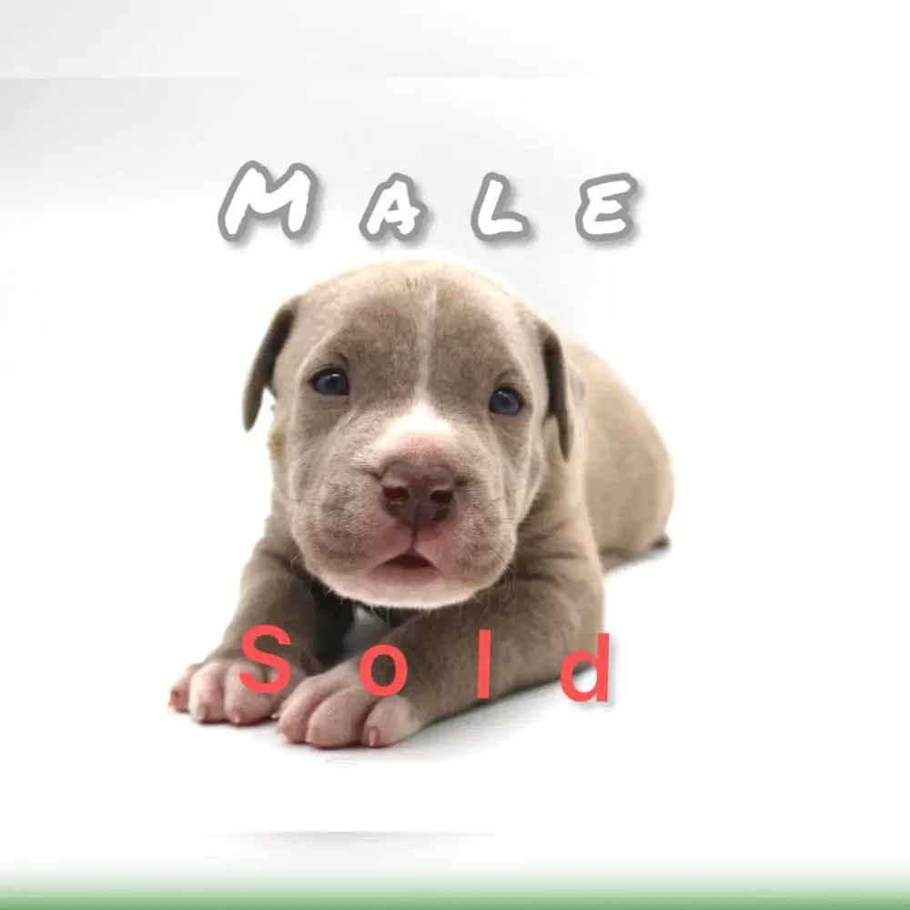 Male American bully xl puppies for sale