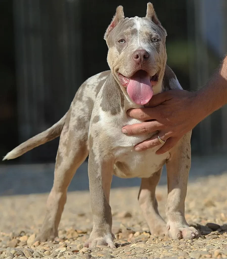 Pitbull Puppies for sale near me California