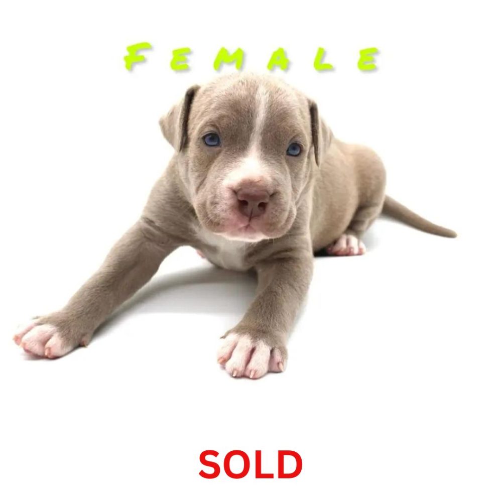 pitbull puppy for sale near me