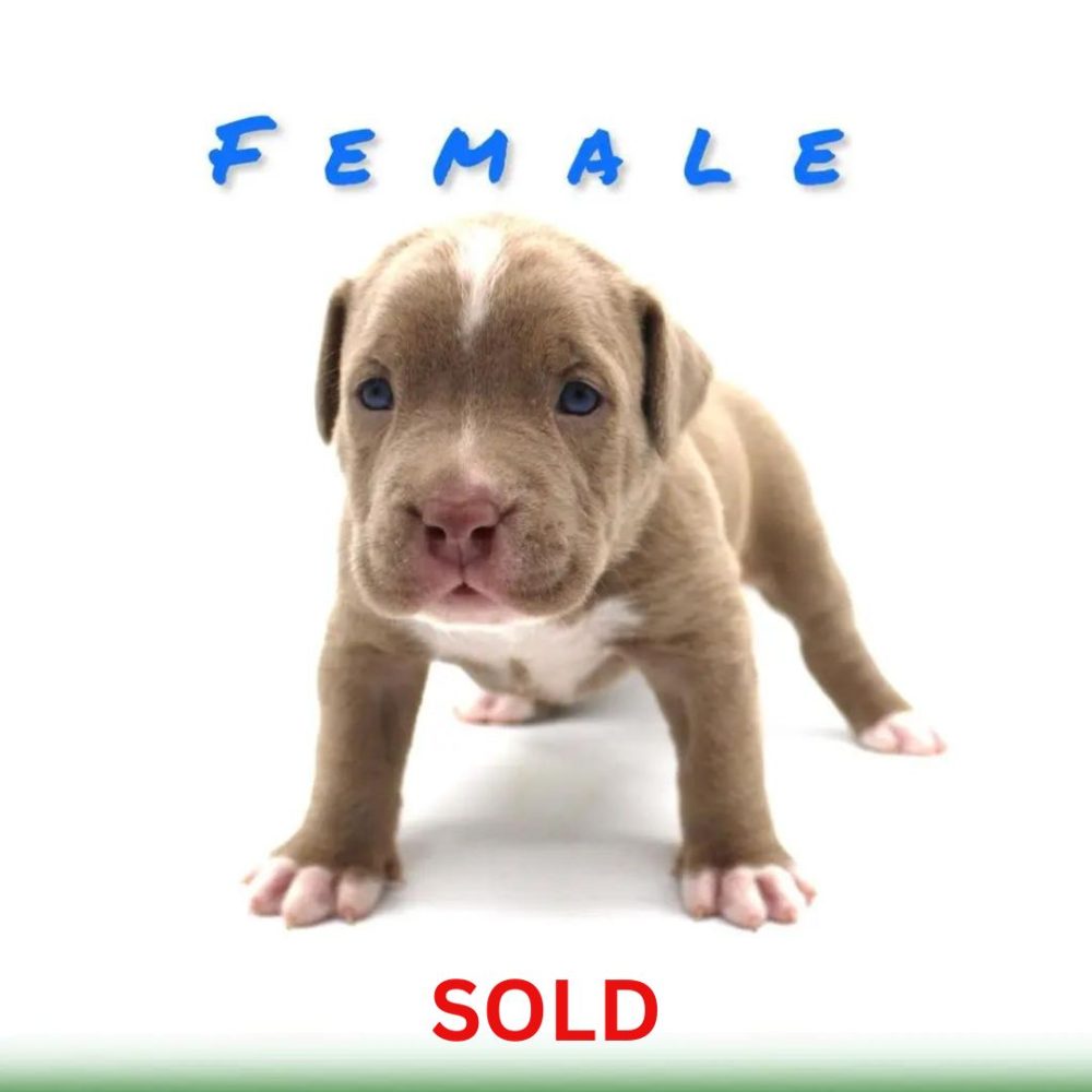 pitbull puppy for sale