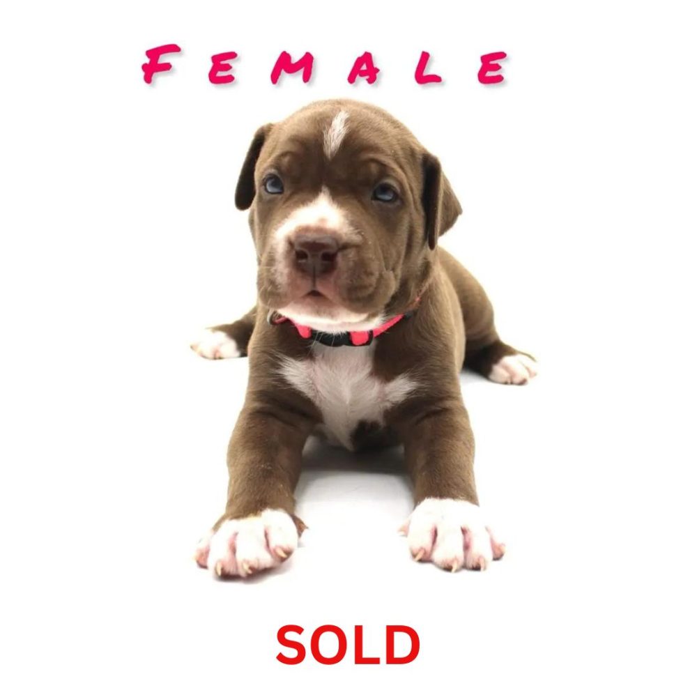 red nose pitbull puppies