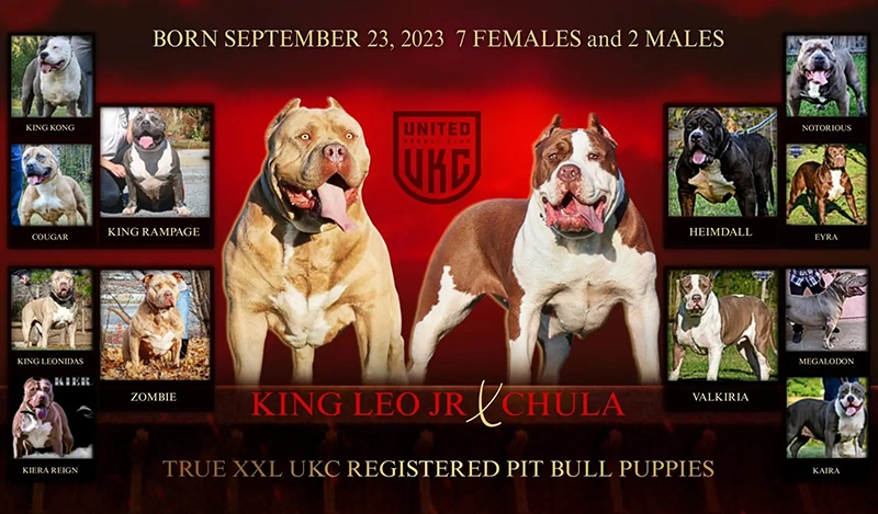 rednose pitbull puppies for sale