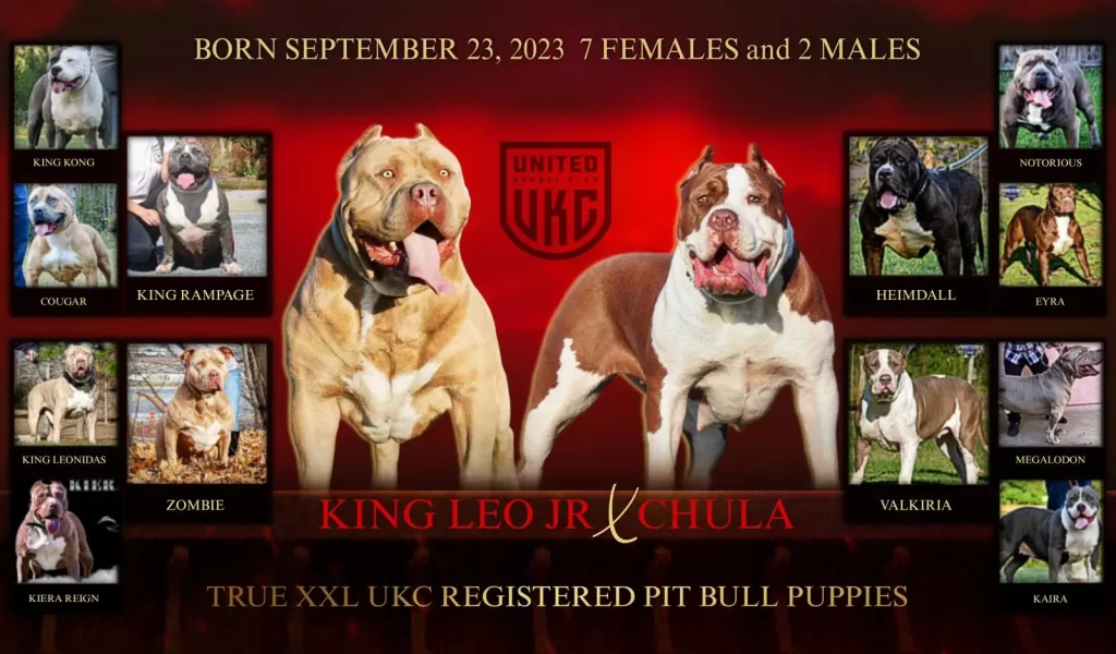 Rednose Pitbull Puppies for sale