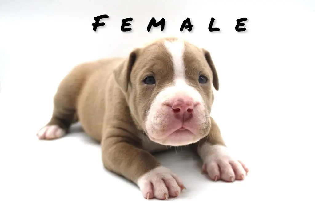 American bully for sale OKC
