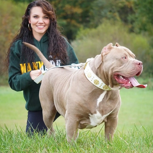 best rednose pitbull breeders