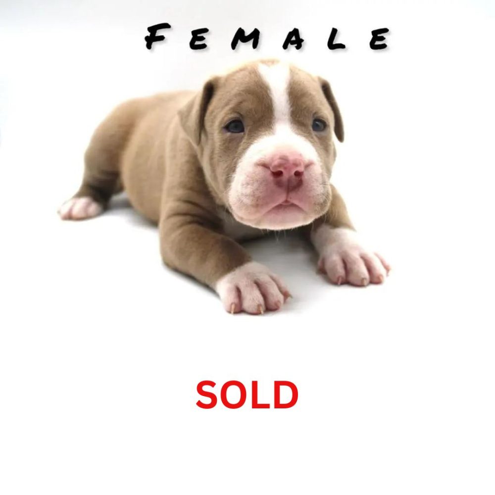 pitbull puppies for sale