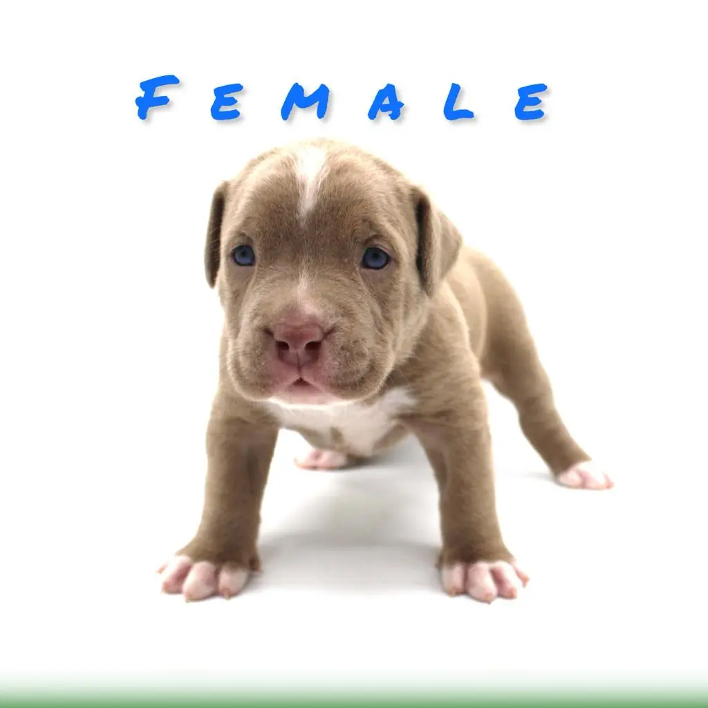 Pitbull puppies for sale Tulsa
