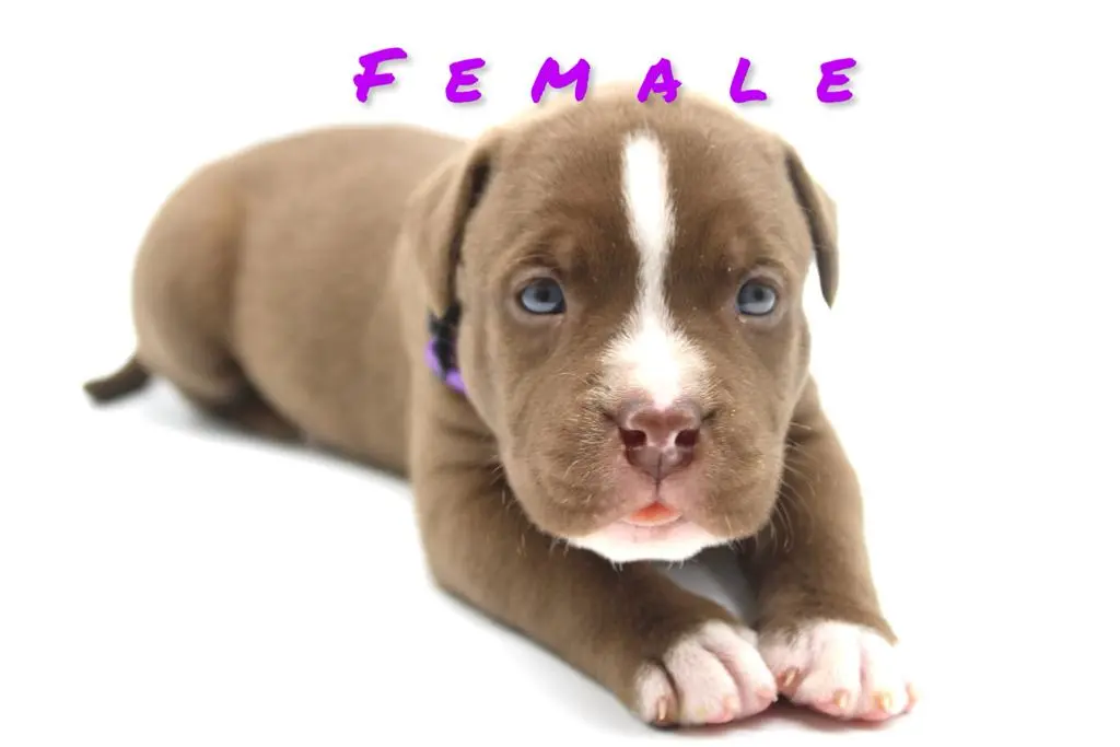 American pitbull terrier puppies for sale