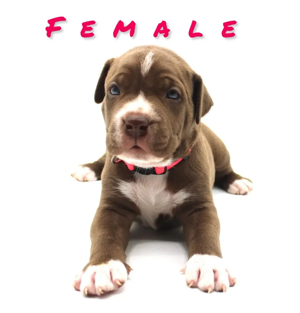 Pitbulls for sale Oklahoma